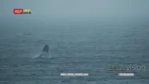 Southern right whales breaching