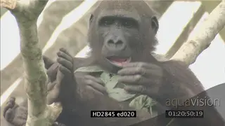 Gorilla sitting in a tree with leaves on chest, beating chest MS PAN
