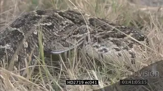 Puff Adder aggressive in dry grass, striking MS