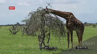 Masai Giraffe standing and grazing on a tree WS GREEN