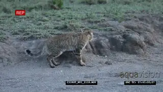 The African wildcat hunting scratching and sniffing around GENERAL BEHAVIOUR