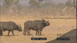 Cape Buffalo herd walking standing herd of zebras and giraffes walking in background MLS
