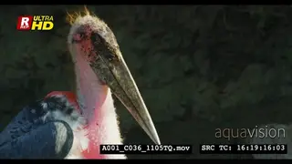 Marabou stork standing and looking towards the camera.