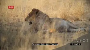 African lioness laying down resting in the shade