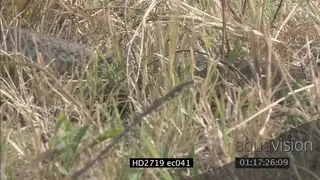 Mozambique Spitting Cobra crawling through grass MCU PAN