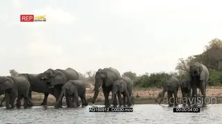 African Elephant family together with Calves drinking in a lake MWS