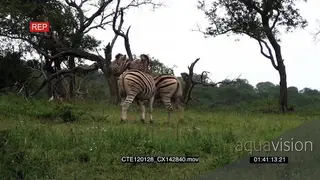 A pair of Zebras fighting on bushveld WS PAN