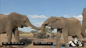 African Elephants covered in Mud moving around Calf moving and walking out if the Mud