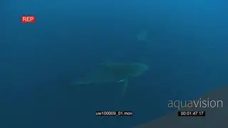 Bull Shark with Remora Fish swimming underwater in ocean passing by camera and other.