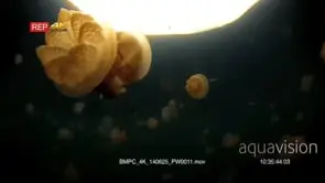 Pulsating Golden Jellyfish,Mastigias papua etpisoni with a view of the waters edge in.