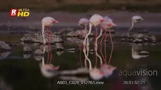 Flock of Greater flamingo walking inside water.