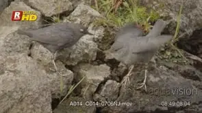 A pair of dippers communicating, flapping wings while feeding from one's mouth and flying.