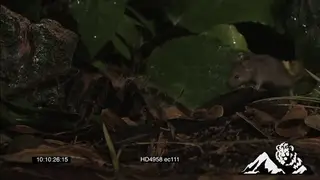 Goliath Bird-eating Spider hunting a Pygmy Sand Mouse passing by the spider