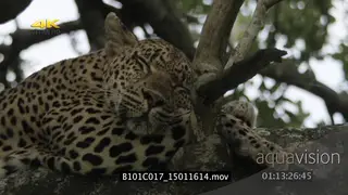 Leopard sleeping on a tree MS