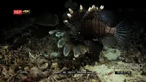 Close up shot at night of a lionfish hunting and catching prey