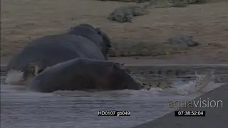 Nile Crocodiles feeding on dead hippo carcass in water as young hippo looks on.