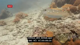 Cuttlefish on Tropical reef changing colour UW
