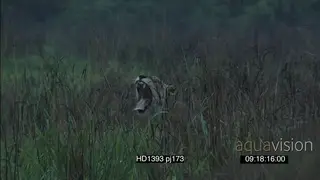 African Lioness pride with Sub-adult lions social behaviour resting yawning scouting.