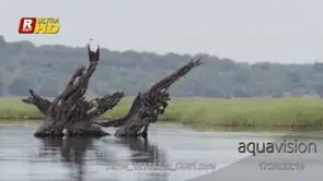 African Fish Eagle on a tree log that's floating around, hunting and flying of frame. MCU.