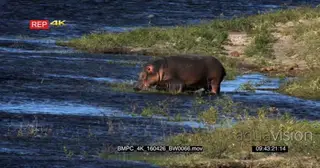 Hippopotamus Mother and Calf walking into the Chobe River where the Male is resting in…