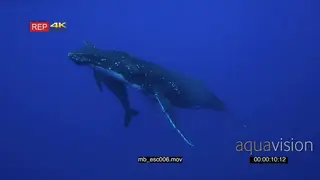 Humpback whale mother with young calf swimming up to the surface UW SOCIAL BEHAVIOUR
