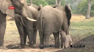 African elephant baby struggling to stand attempting to suckle from mother