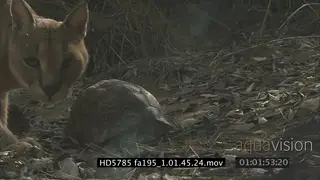 Caracal standing and sniffing a Tortise then walking off FF