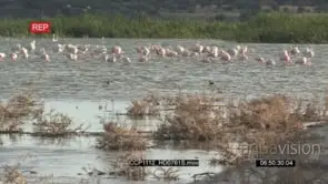Flock of Flamingo Standing and fishing in the River WS