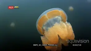 Close up of an undulating Golden Jellyfish,Mastigias papua etpisoni in Jellyfish lake on.