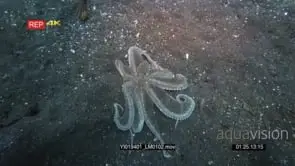 Tracking shot of a white net-Octopus, octopus sp2 moving over the sea sand
