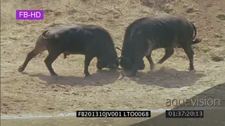 Cape Buffalo bulls fighting along riverbank into water