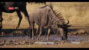 close up shot of wildebeest connochaetes walking in the mud of the water hole and sipping.
