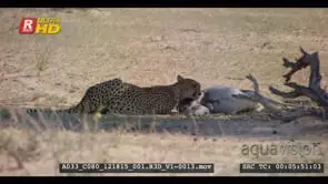 Cheetah chewing the hind leg of the springbok kill. Note dust blowing past