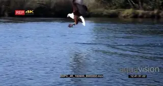 African Fish Eagle, catching fish