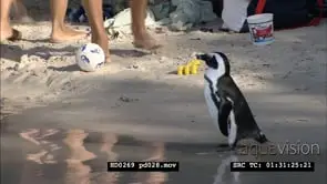 African Penguins at Boulders Beach, with beachgoers and bathers