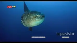 CU slow motion shot of a clear side view of a mola , sun fish, Mola alexandrini, Mola…
