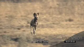 African Wild Dog pack hunting stalking chasing impalas