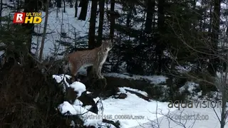 Eurasian Lynx standing and looking around on rocks in snowy forest.