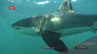 Great White Shark gently cruising around underwater in ocean passing by the camera LA PAN.