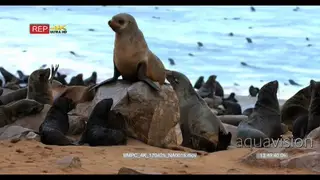 Nursery of cape fur seals where adults bare their teeth and show aggression