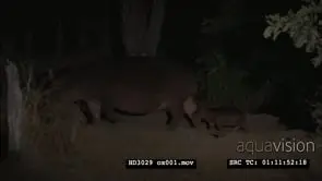 Hippo mother and young newborn baby calf walking at NIGHT