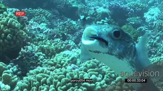Porcupinefish at cleaning station mouth wide open allowing Bluestreak Cleaner Wrasse to.