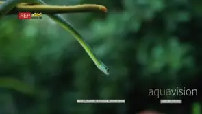 Natal green snake slithering down aloe GREEN