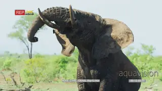 African Elephant walking towards camera
