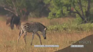 Zebra foal grazing and walking around a herd of blue wildebeests PROFILE PAN