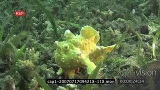 Frogfish swimming underwater in an aquarium and walking MLS PAN HAND