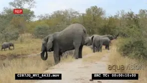 African Elephant herd gather on dirt road drinking from water puddle next to road MWS