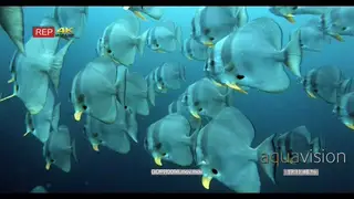 Close up shot of a large school of longfin batfish (spadefish), platax teira