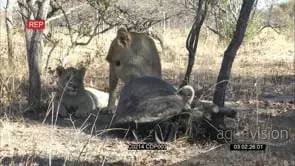 African Sub-adult lions Pulling Suffocating and killing the Wildebeest MS