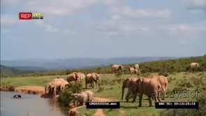African Elephant Herd Walking around the Savannah Grazing and Drinking Water from the.